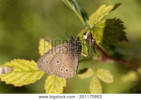 A ringlet butterfly (Aphantopus hyperantus) on a brunch.