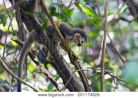 Squirrel monkey in a branch in Manuel Antonio NP - Costa Rica