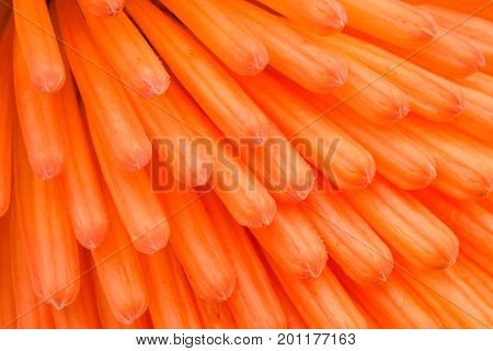 Macro View of Kniphofia Bengal Fire showing natural pattern with vibrant colors