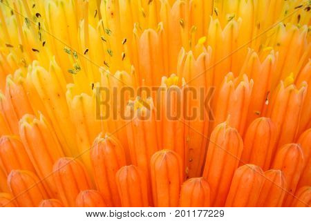 Macro View of Kniphofia Bengal Fire showing natural pattern with vibrant colors