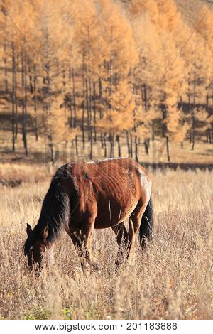 Autumn: a horse eating grass in the farm in Daxinganling Forest, China