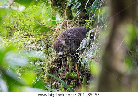 Wild white-nosed coati in lush rainforest Monteverde Costa Rica