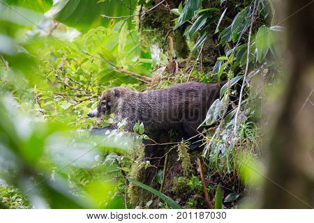 Wild white-nosed coati in lush rainforest Monteverde Costa Rica