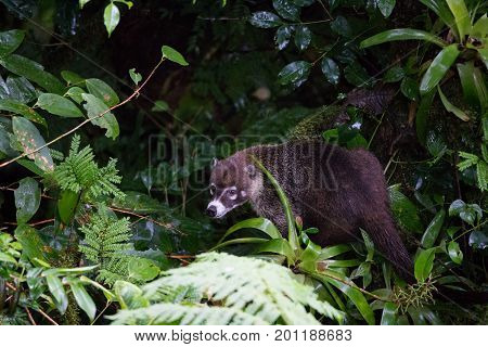 Wild white-nosed coati in lush rainforest Monteverde Costa Rica