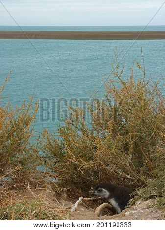 Puppy Magellanic penguin coming out from its burrow on a cliff. Spheniscus magellanicus. Blue sea on the background. The picture was taken in Puerto Piramides Argentina