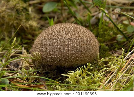 Puffball fungus in a forest. Latin name is lycoperdon umbrinum
