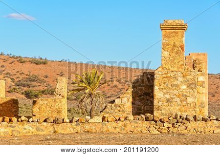 Palm tree in the ruins of Kanyaka Station - Flinders Ranges, SA, Australia