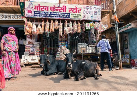 JAISALMER RAJASTHAN INDIA - MARCH 07 2016: Wide angle picture of two black cows lying down in the streets in Jaisalmer known as Golden City in India.
