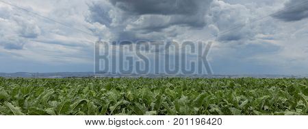 Sugar beet crops field agricultural landscape. Sugar beet crops