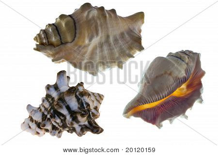 Cockleshells