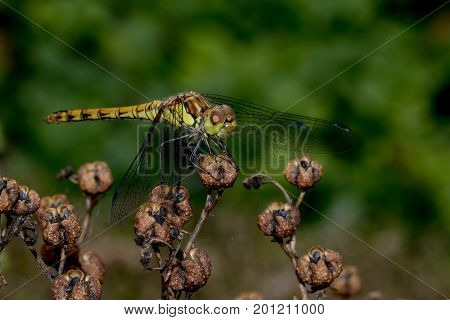 a dragonfly is resting on a flower