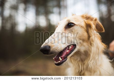 Portrait of a Russian Greyhound in forest