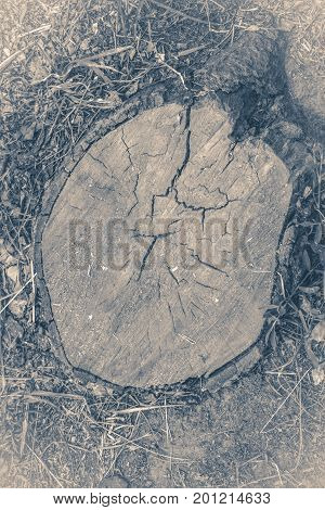 Old vintage photo. Cross section of the tree Stump from above close-up copy space