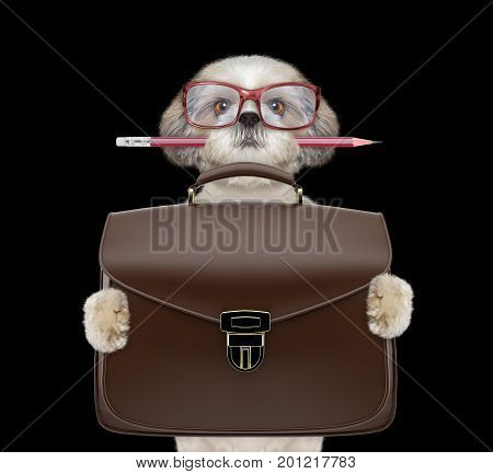businessman shitzu dog with suitcase or bag isolated on black background