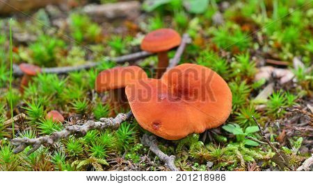 some lactarius rufus mushrooms in the forest
