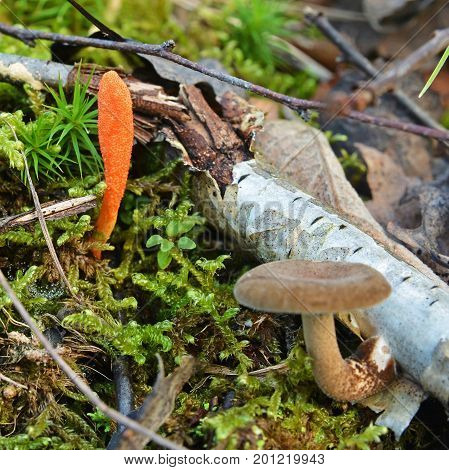 rare cordyceps militaris mushroom in the forest