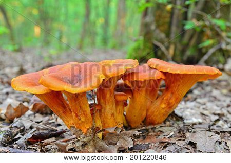 toxic omphalotus olearius mushroom cluster in the forest