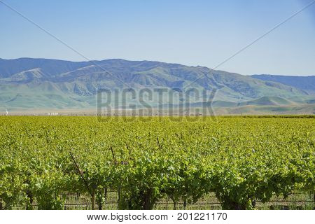 Green Vineyard Near Carrizo Plain