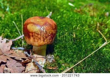 an inedible russula foetens in the forest