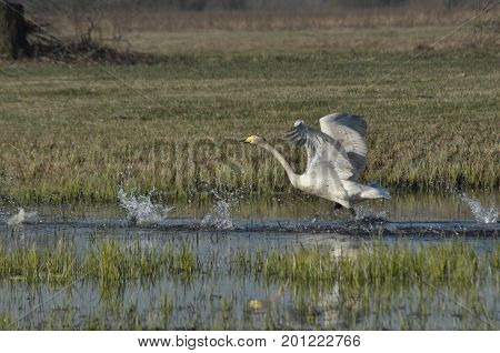 Whooper swam. Large white water bird. Taking off flying bird