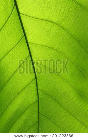 Green Cell Structure Texture Of Nature Leaf Background