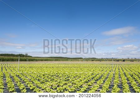 Lettuce field in the plain of the River Esla, in Leon Province, Spain