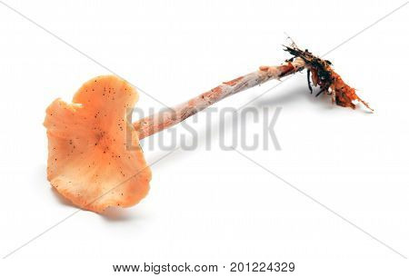 gymnopus fusipes mushroom isolated on white formerly known as collybia fusipes