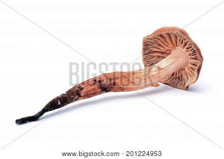 cortinarius (webcap) toxic mushroom isolated on white