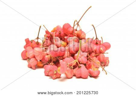 raw seabuckthorn isolated on a white background