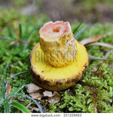xerocomus ferrugineus mushroom cross section in the stem