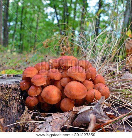 gymnopus (collybia) fusipes mushroom cluster in the woods