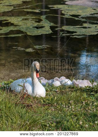 White Swan and Gray Ducklings in Mosigo Lake's Edge - Italian Dolomites Alps Scenery