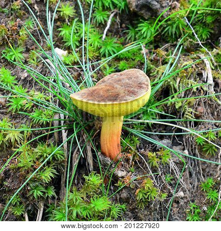 a xerocomellus pruinatus mushroom on the ground