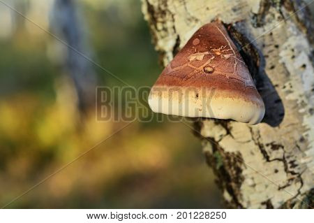 piptoporus betulinus mushroom commonly known as the birch polypore