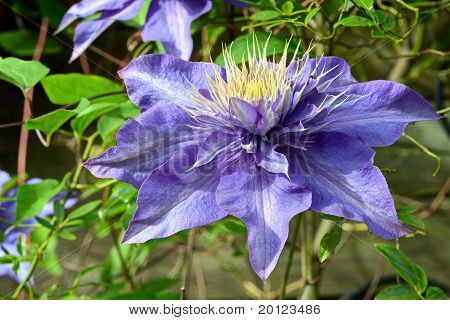 Close Up di Clematis 