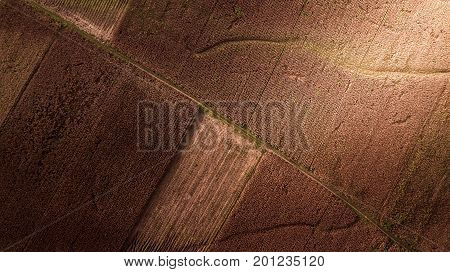 Aerial photography Pattern on the Earth Field Corn Farm Abstract Harvest Season