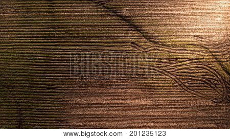 Aerial photography Pattern on the Earth Field Abstract Harvest Season