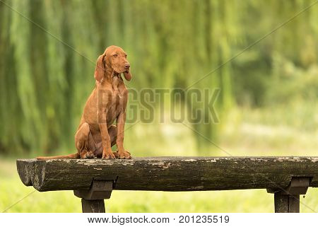Beautiful Hungarian Vizsla Dog Sitting