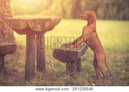 Hungarian Vizsla Dog In The Park