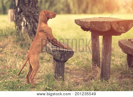 Hungarian Vizsla Dog In The Park