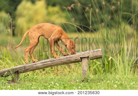 Beautiful Hungarian Vizsla Dog In The Park