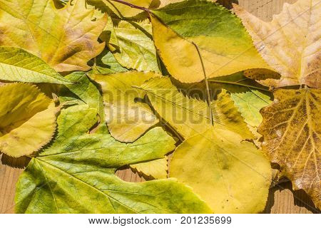 Background Group Autumn Yellow Leaves.