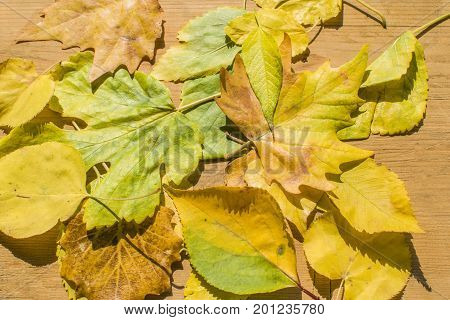 Red And Orange Autumn Leaves Background