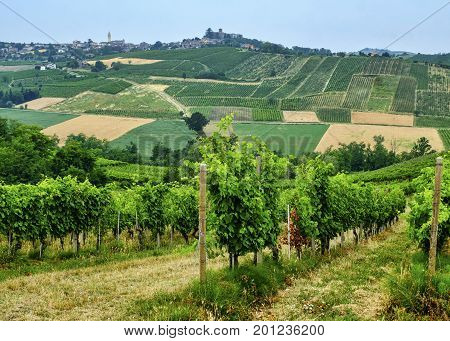 Rural landscape at summertime along the road from Ganaghello to Vicobarone (Piacenza Emilia Romagna Italy) in the Tidone valley. Vineyards