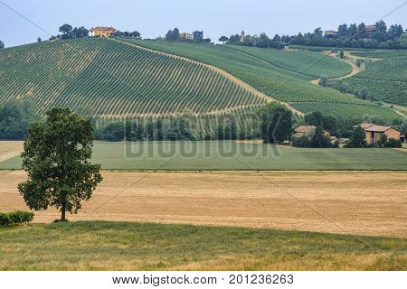 Rural landscape at summertime along the road from Ganaghello to Vicobarone (Piacenza Emilia Romagna Italy) in the Tidone valley. Vineyards
