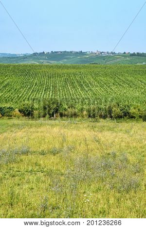 Rural landscape at summertime along the road from Castel San Giovanni to Ganaghello (Piacenza Emilia Romagna Italy) in the Tidone valley