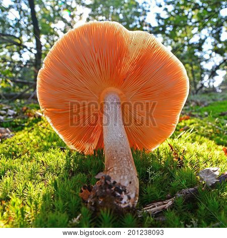 the gills of a pluteus pellitus mushroom