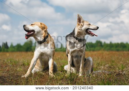 two dogs mongrel and ca de bou are sitting at a corn field, on yellow grass, look in different directions , green trees and clouds background, sunny day