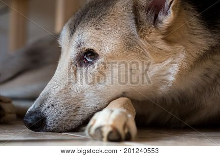 Close up portrait of a cute mongrel, lies on the paw, looking sadly