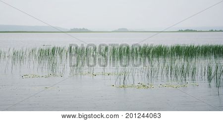 Water Sedge And Floating Lilies At Kenozero Lake.